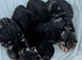 Kittens for sale ready 2nd of December