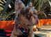 Visual Fluffy New Shade Rojo Tri Merle