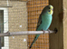 Baby Budgies