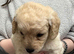 5* mini labradoodle DNA tested parents and grandparents