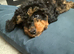 Cavapoo