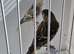 BEAUTIFUL PAIR SISKIN MUTATION COLOUR