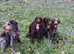 Stunning  litter  due