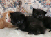 Kittens ready August 20th