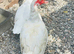 Muscovy pair