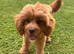 Proven Cavapoo Stud extensively Health Tested