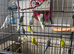 Beautiful young budgies for sale