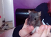 Dumbo/rex babies