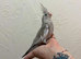 Lovely hand reared cockateil boy