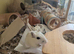 4 month old white male gerbil