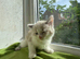 Ragdoll Sweet Kittens + chip, health card, food