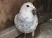 Pet / Homing Pigeons £15 (per bird) ready end early / mid July 2026