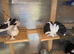 2 Pairs of Young Indian Fantail Pigeons for Sale