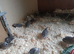 20 japanese hens