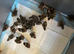 Californian quail chicks