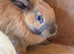 Thuringer X California 12 weeks old
