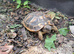 2016 Hatched Hermanns Tortoises For Sale