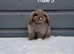 Purebred mini lop rabbits