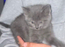 Beautiful grey female kitten