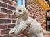 F1 Cockerpoo puppies ready to leave