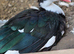 Muscovy ducks