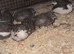 Button quails