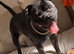 PROVEN KC registered black staffy STUD ONLY