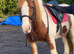 Stunning chunky cob