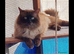 3 left ragdoll kittens