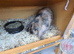 Netherland lop and cage