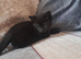 Mixed bengal kittens for sale