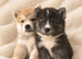 Lovley Akita Japananese