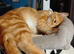 Nurtured male cat