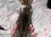 Kittes
