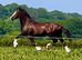 Stunning Welsh D colt to make 15.2hh