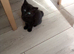 Scottish fold cross