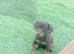 Miniature Dachshund