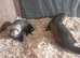 Hob ferret kits