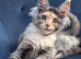 Tica registered Maine coon kittens