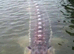 DJB POND FISH REHOMING