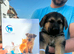 German Shepherd Puppies