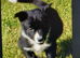 Top quality Border Collie Pups