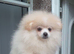 Pomeranian Puppies