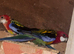 Rosella parrots 3 pairs