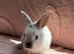 Female Baby Lionhead Bunny