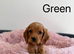 Cocker Spaniel Puppies &ndash; 2 Boys & 3 Girls Ready Now!