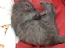 Beautiful grey male kitten