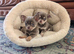 Beautiful quality BLUE/LILAC apple head chihuahuas