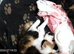 Beautiful Calico Rescue kitten ready for Reserving