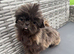 Imperial Female Shih Tzu